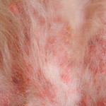 Piodermite: doença causa coceira e falhas na pelagem dos cães
