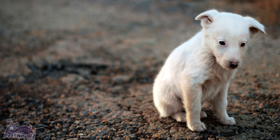 Sangue nas fezes dos pets pode acusar problemas no organismo