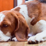 Torção gástrica pode matar o cão em poucas horas