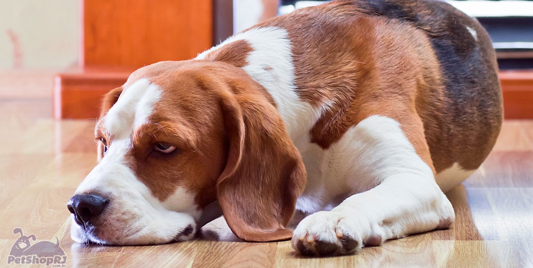 Torção gástrica pode matar o cão em poucas horas