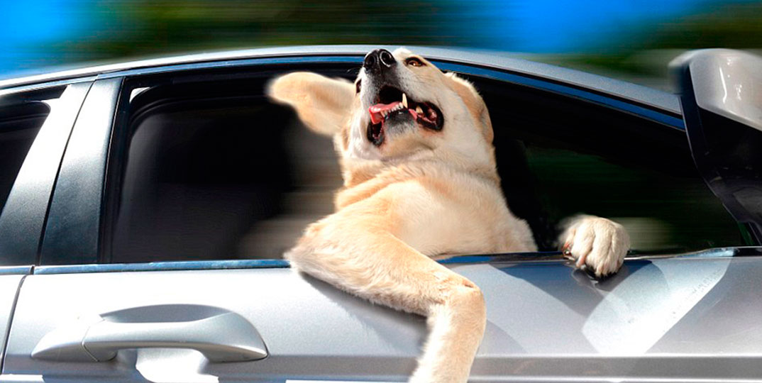 Eles roubam a cena no passeio de carro