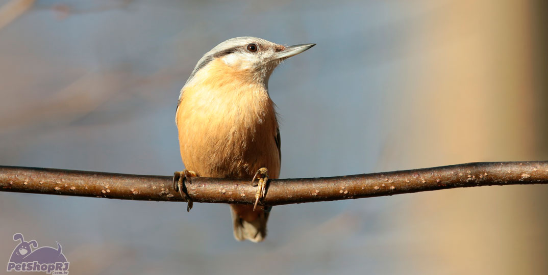 Pássaros: mudança de plumagem exige atenção