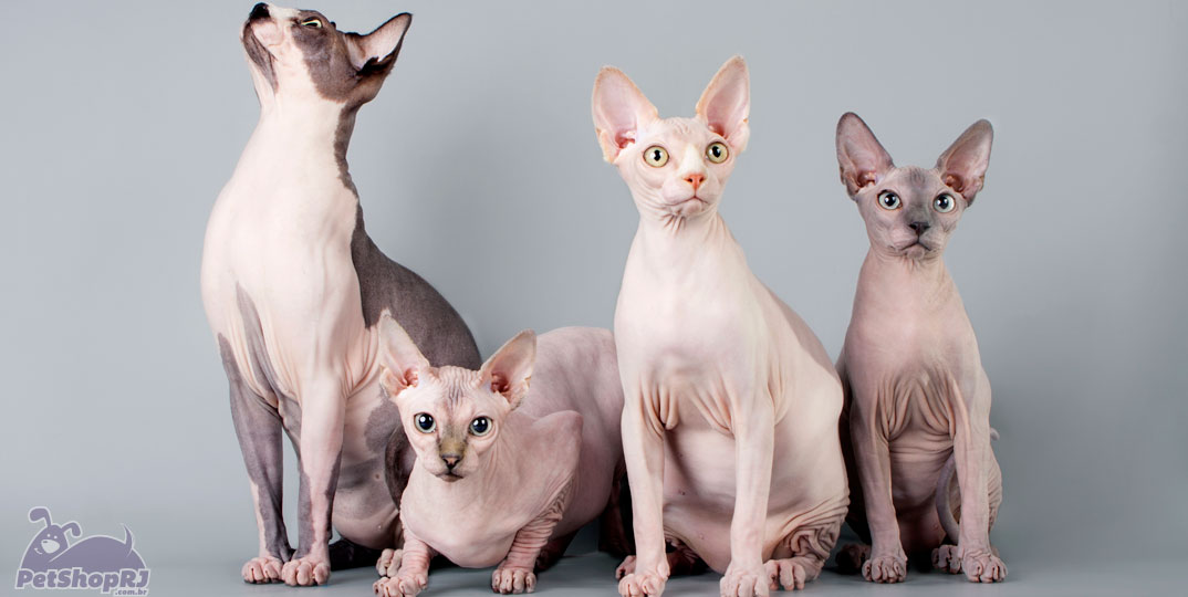 Sphynx: exótico, inteligente e afetuoso