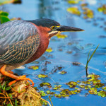 Brasil lidera ranking de pássaros ameaçados de extinção