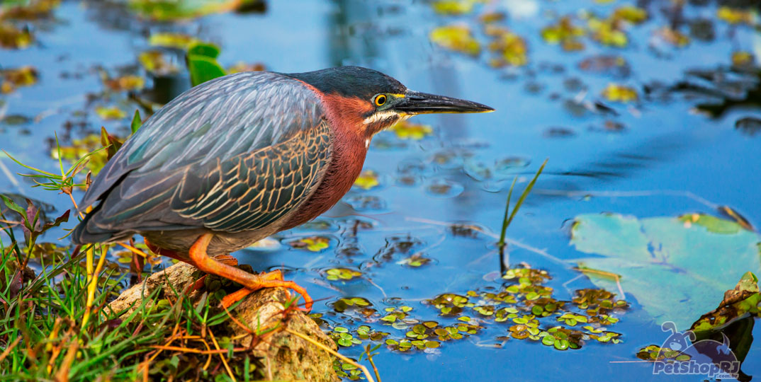 Brasil lidera ranking de pássaros ameaçados de extinção
