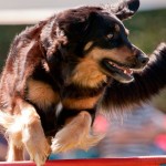 Agility, um esporte bom para cachorro