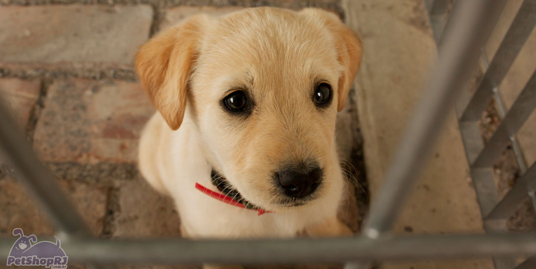 Dicas para quem vai adotar um pet