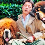 Um Mastim Tibetano de R$ 4,5 milhões