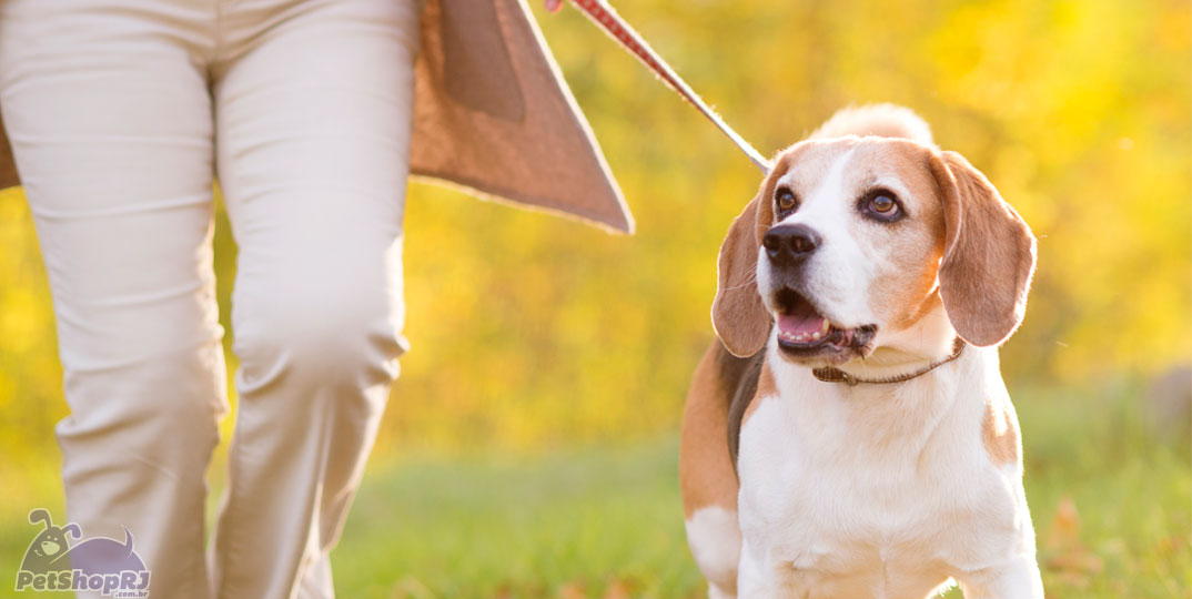 Limite à circulação de cães em parques gera polêmica no DF