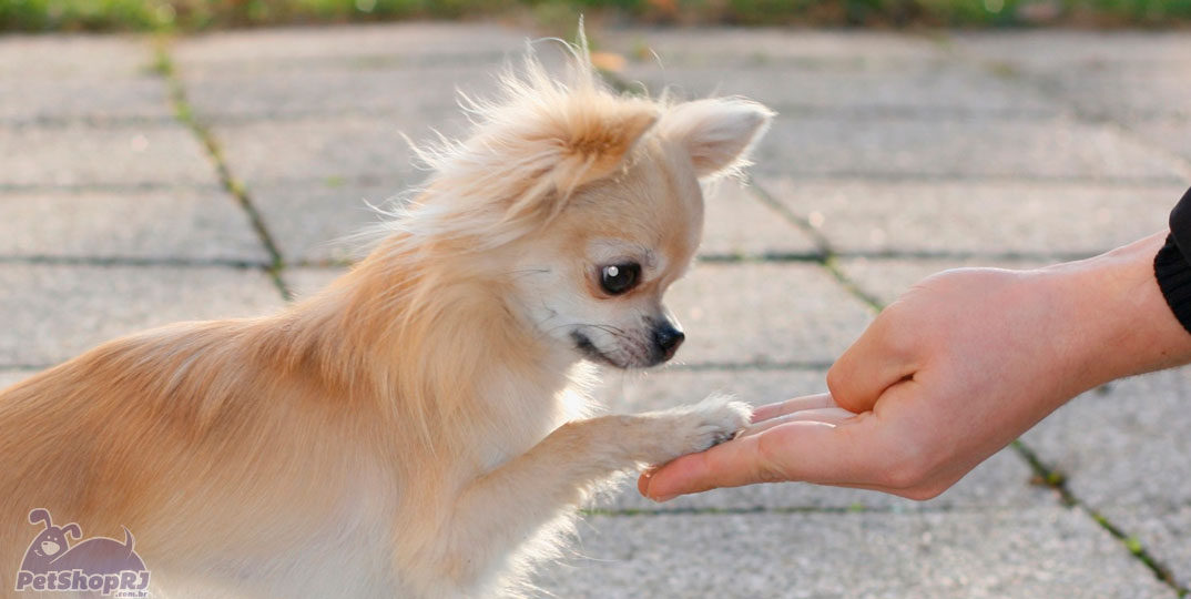 Adestramento de cães