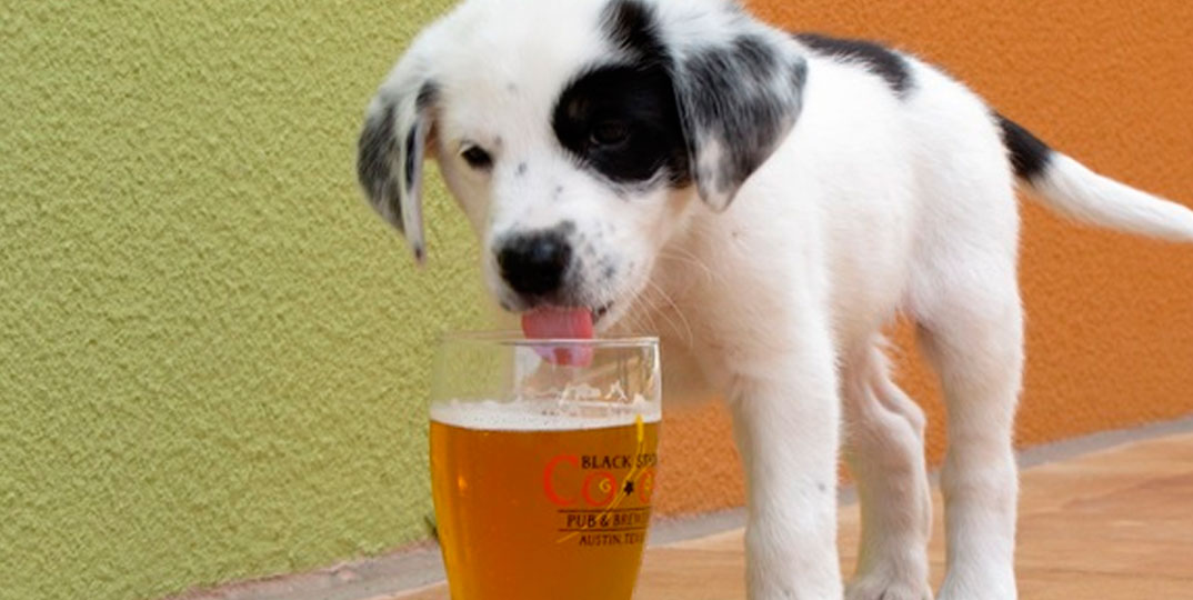 Cerveja sob medida para cachorro