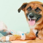 Doenças comuns em cachorros