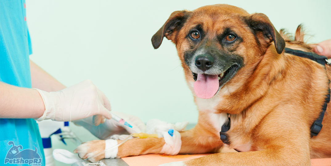 Doenças comuns em cachorros