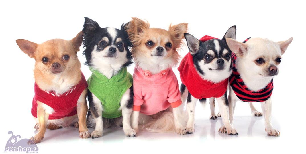 Hora de escolher roupas para cachorro