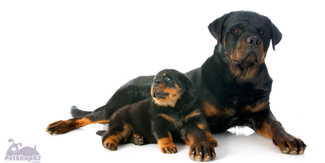 O que é cachorro com pedigree?