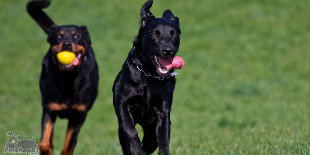 Os 10 cachorros mais inteligentes