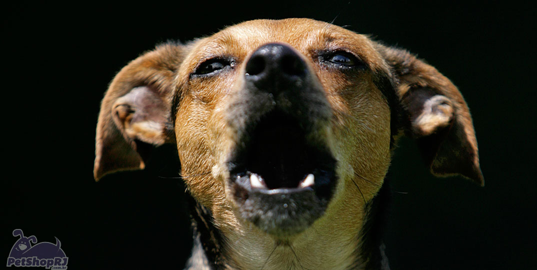 Por que meu cachorro está latindo?