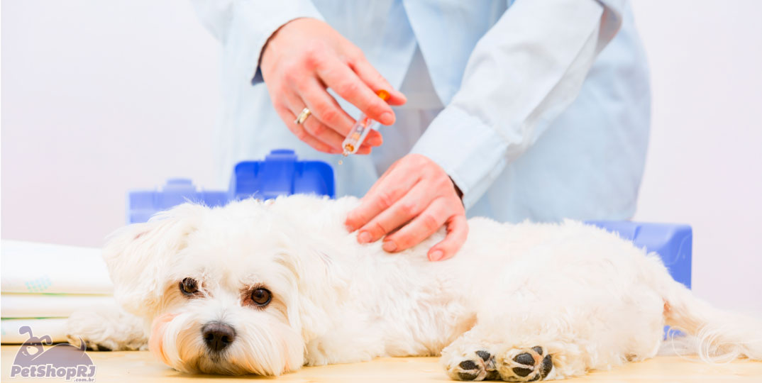 Vacinação em massa como solução para Raiva animal