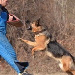 As 12 melhores raças para cães de guarda