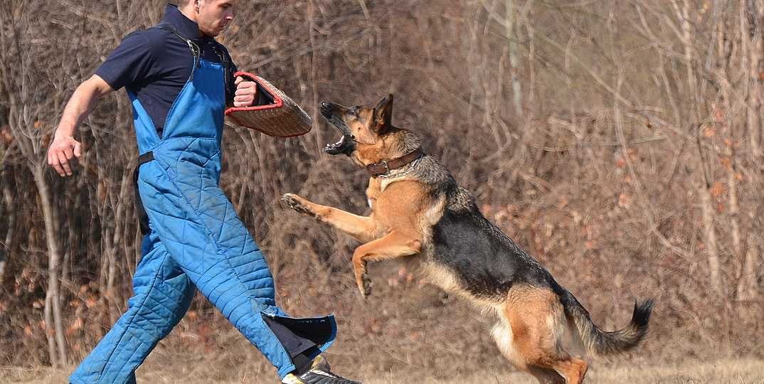 As 12 melhores raças para cães de guarda