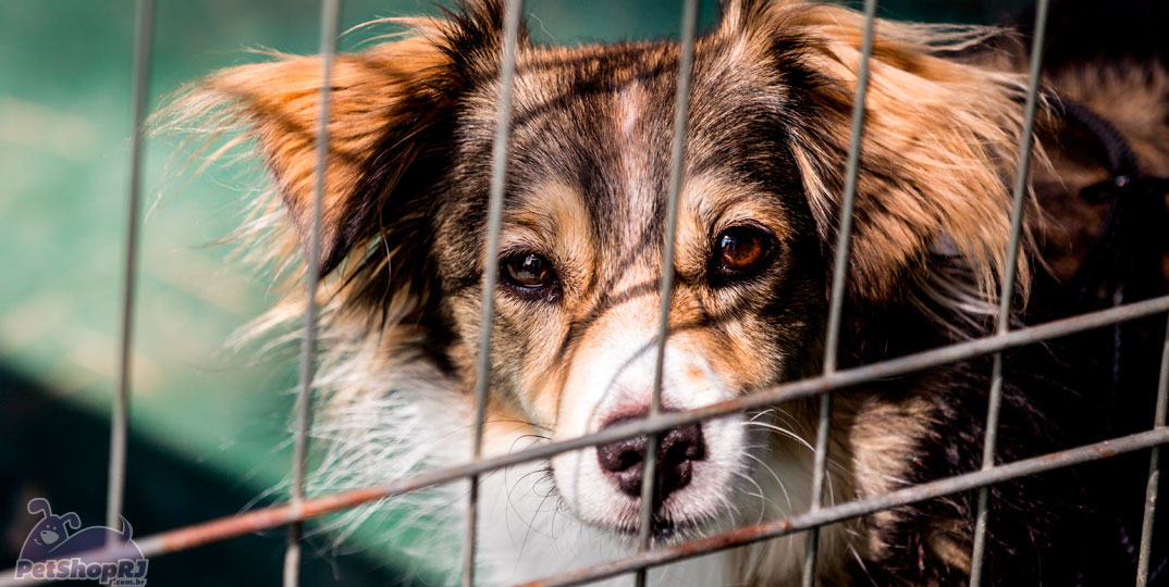 Adoção de animais terá desconto no IPTU