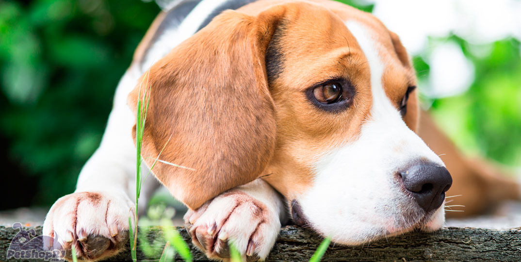 Beagle: um cão com alma de vagabundo