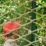 Cuidado na hora de comprar um animal silvestre