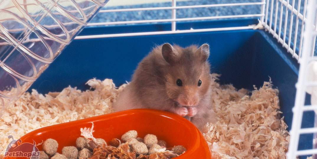 Dicas para a escolha da gaiola do seu hamster