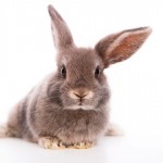Dicas para aumentar a vida dos coelhos de estimação