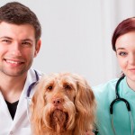 Medicina veterinária em busca de mais qualidade