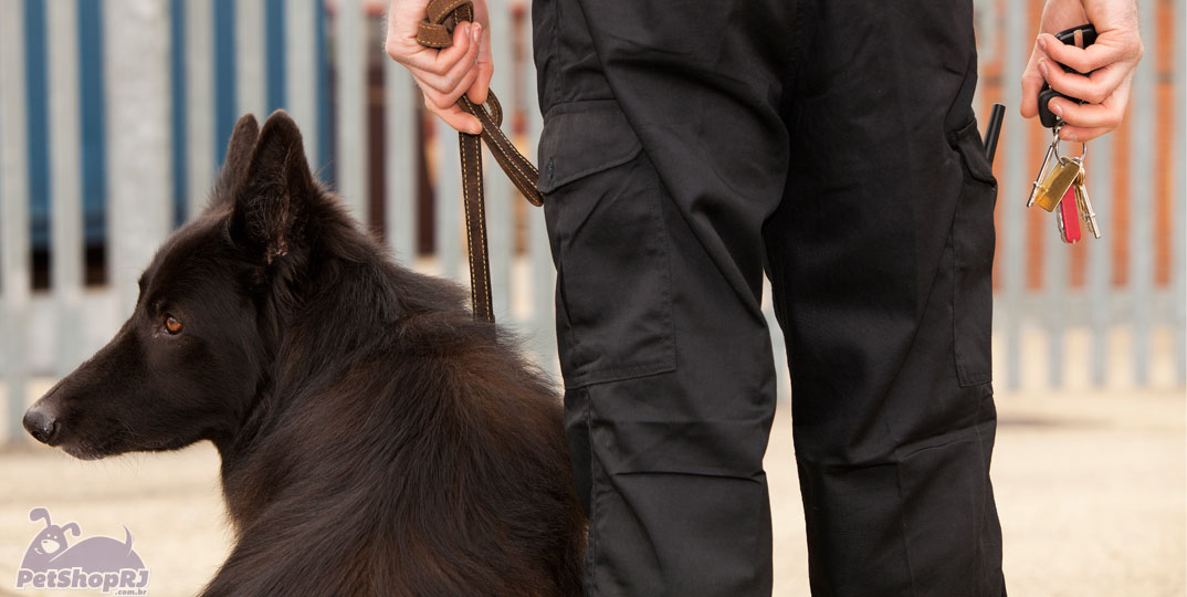 O duro treinamento para cães farejadores