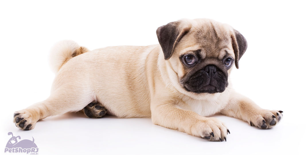 Pug, o “cão que ronca”