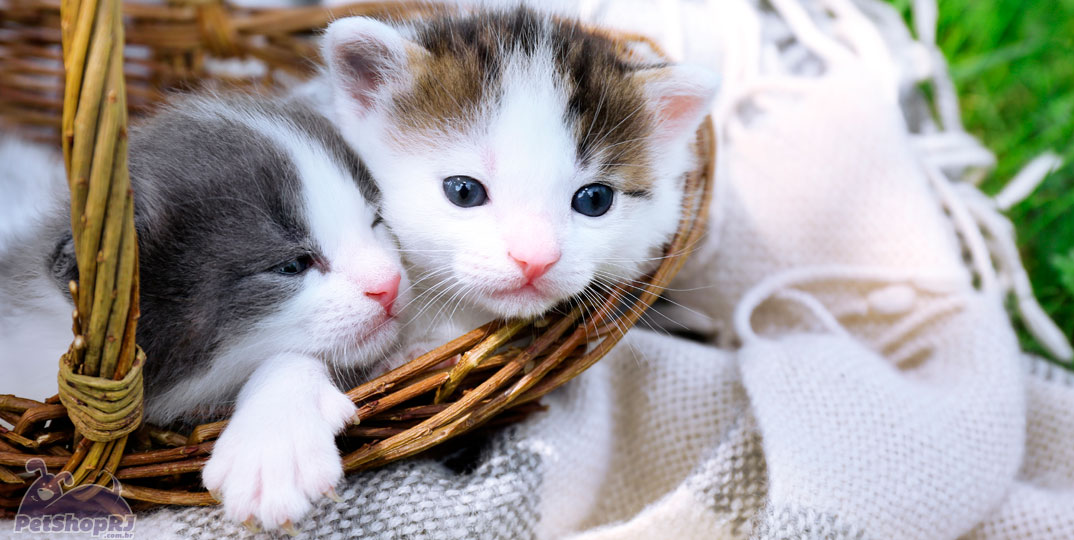 Ingleses desconhecem vida sexual dos gatos