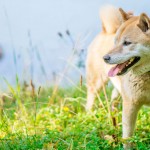 Na hora do desastre natural, salve também os animais