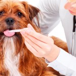 Regras para produtos veterinários