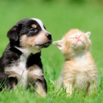 As vantagens da castração de cães e gatos
