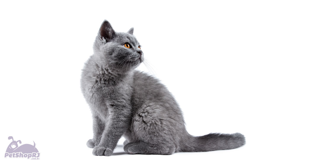 Azul Russo: um gato sensível e muito brincalhão