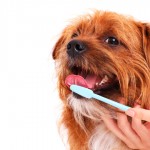 Dicas para cuidar dos dentes de cães e gatos