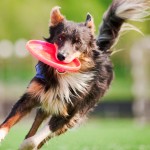 Esportes para cães: uma diversão muito boa para a saúde