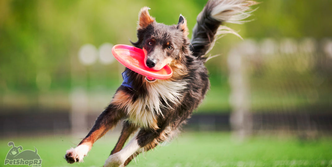 Esportes para cães: uma diversão muito boa para a saúde