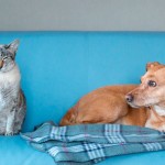 Eutanásia em cães e gatos ganha guia