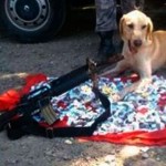 Labrador, herói da polícia, desapareceu em favela