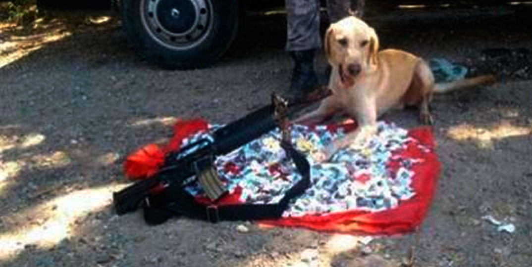 Labrador, herói da polícia, desapareceu em favela