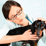 Medicina Veterinária: código de ética em consulta