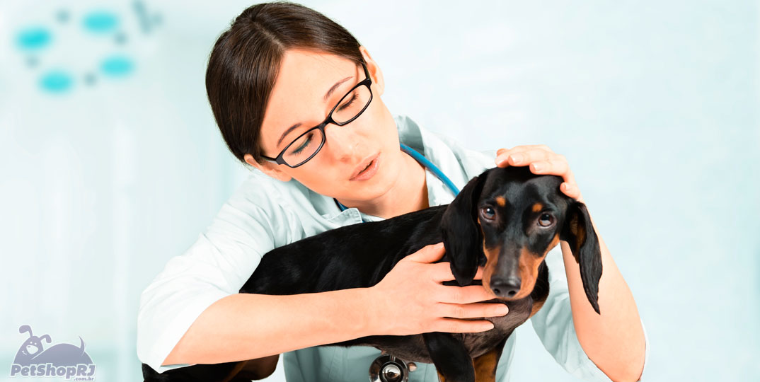 Medicina Veterinária: código de ética em consulta