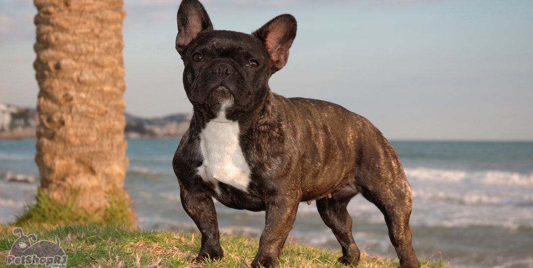 Pequenas, grandes raças de cães