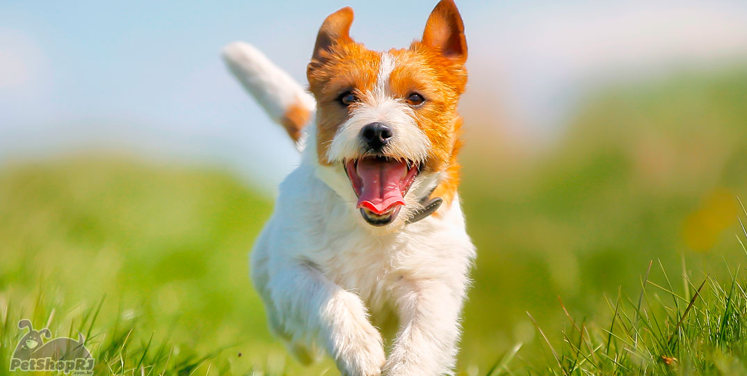 Quantos anos tem o meu cachorro?