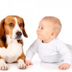 Bebês e cães têm habilidades semelhantes aos 5 meses de idade