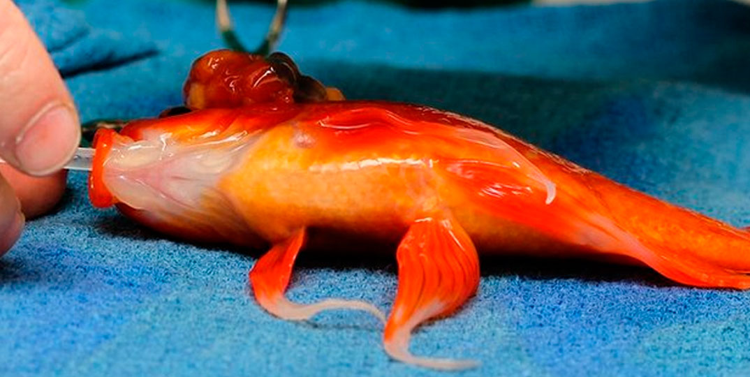 Cirurgia no cérebro salva vida de peixe dourado de 10 anos