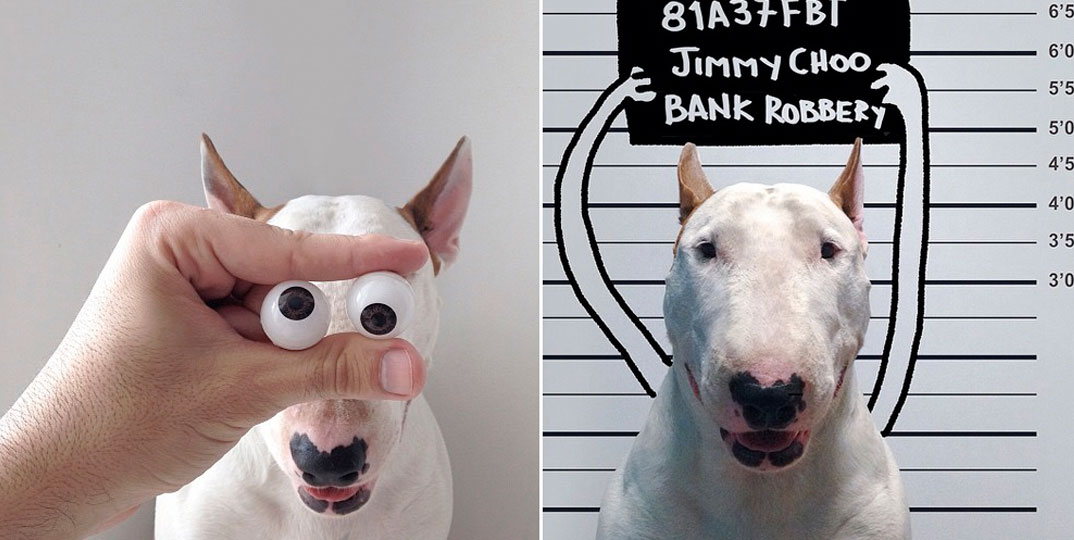 O outro lado do Bull Terrier